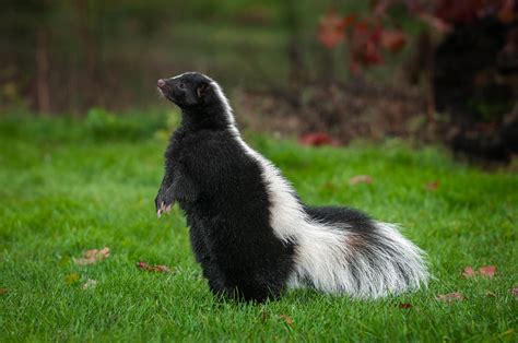 what is skunk in tagalog